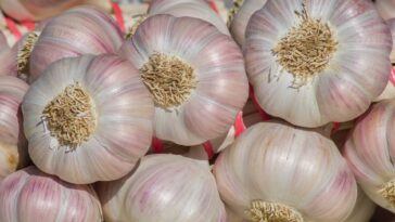 10 Proven Health Benefits Of Garlic That You Need To Know About F