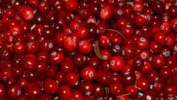 Cranberry Consumption May Help To Improve Memory And Prevent Dementia F