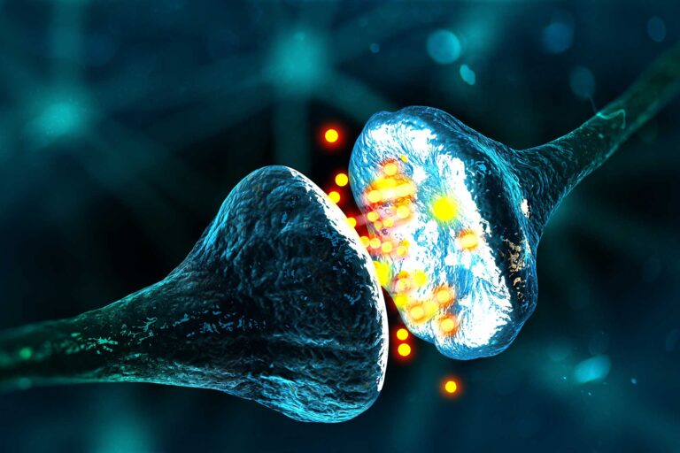 How Exercise Helps To Protect The Aging Of Synapses In The Brain