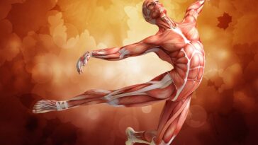 How Exercise Helps To Unlock The Stem Cells Of The Muscles F