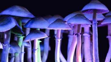 Magic Mushrooms Improve Depression By Resetting The Brain F