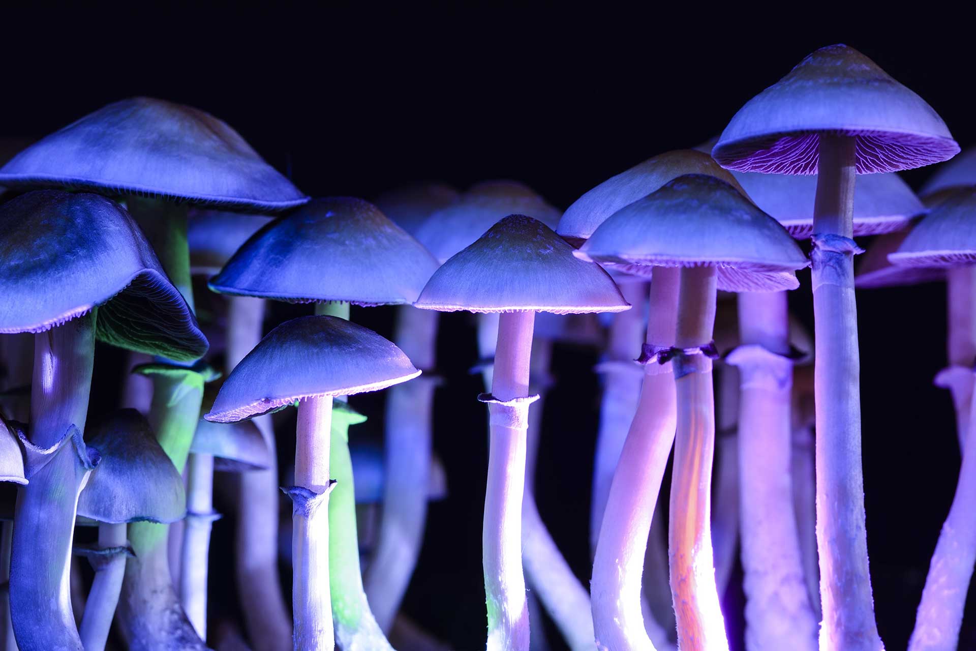 Magic Mushrooms Improve Depression By Resetting The Brain F