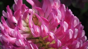 Red Clover Extract Proven To Help Reduce Symptoms Of Menopause F