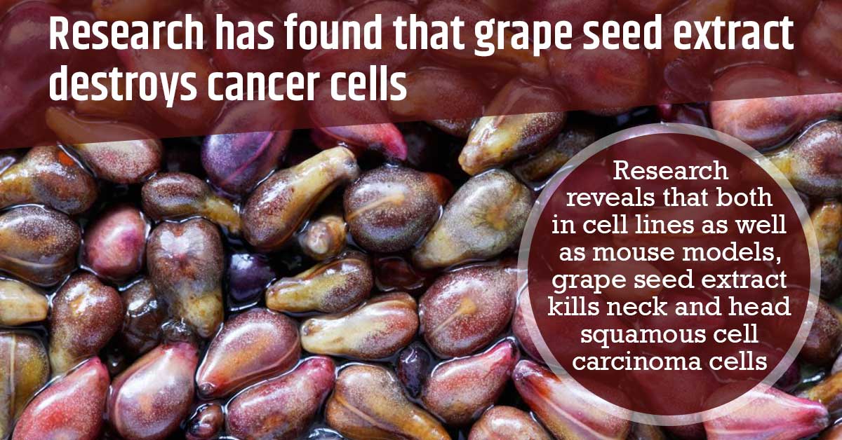 Research Has Found That Grape Seed Extract Destroys Cancer Cells