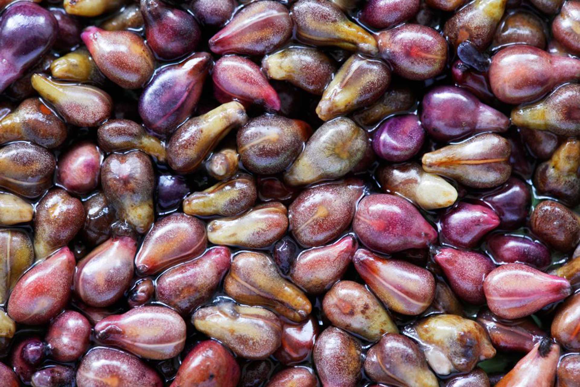 Research Has Found That Grape Seed Extract Destroys Cancer Cells F