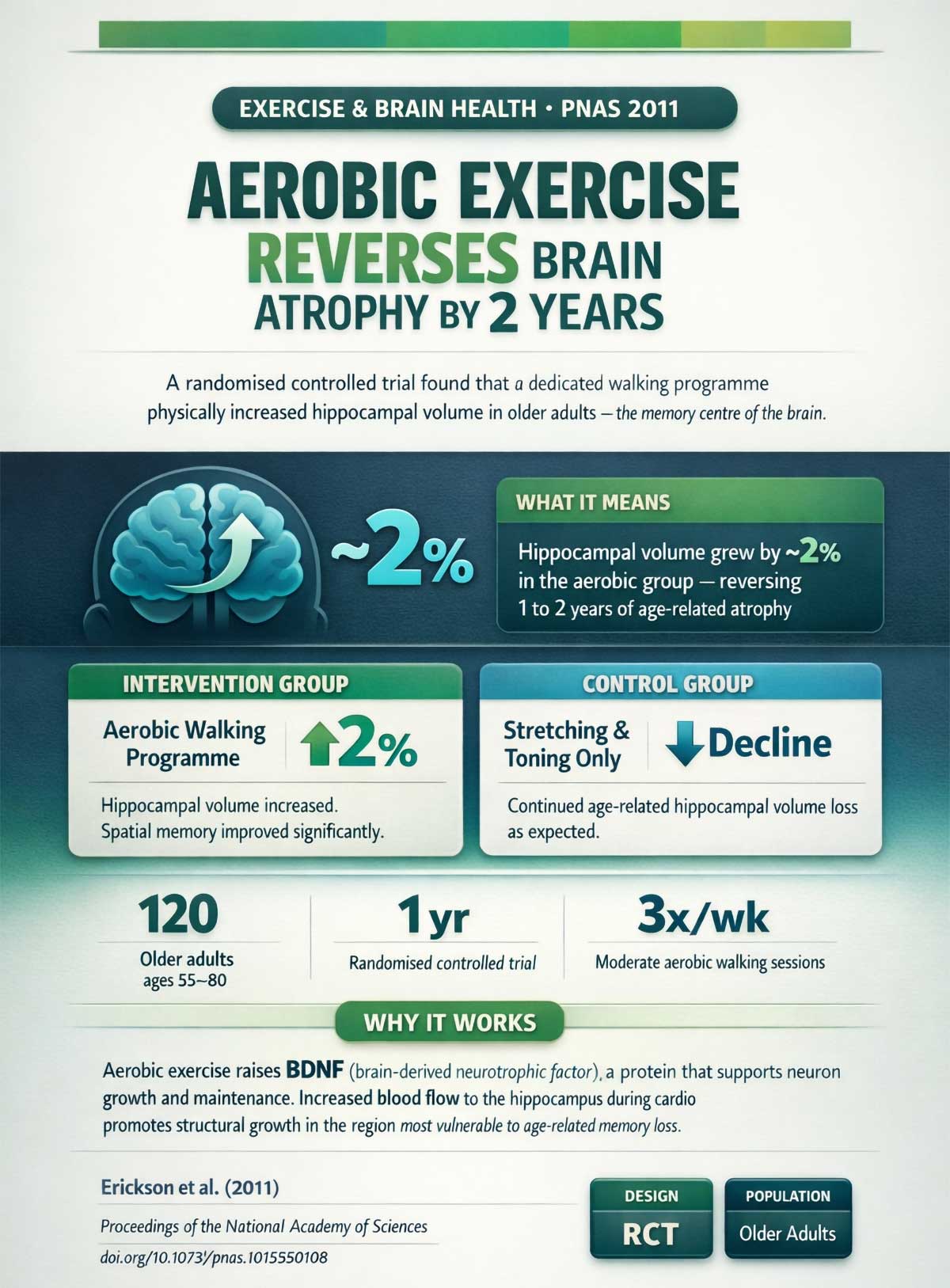 Aerobic Exercise Reverses Brain Atrophy by Years