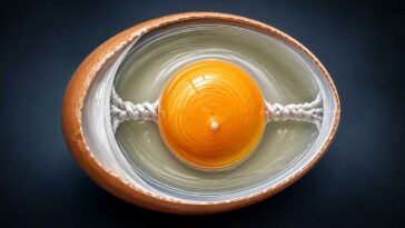 Anatomy of an Egg