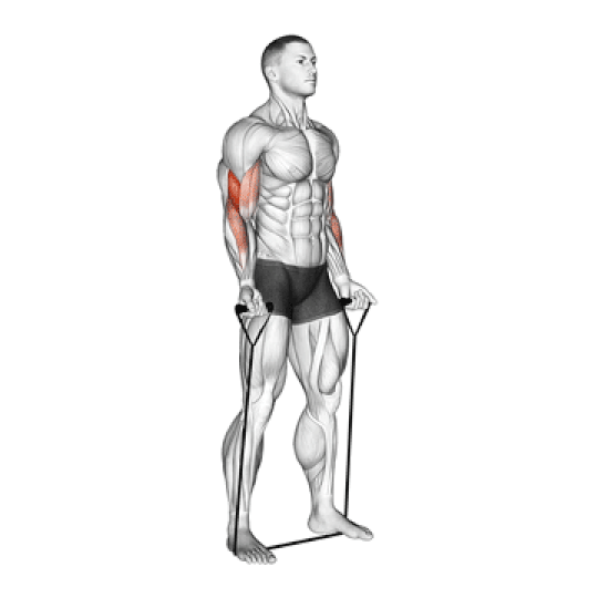 Banded Bicep Curl