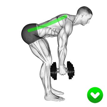 Bent over dumbbell row
