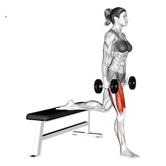 Bulgarian Split Squat Bulgarian Split Squat