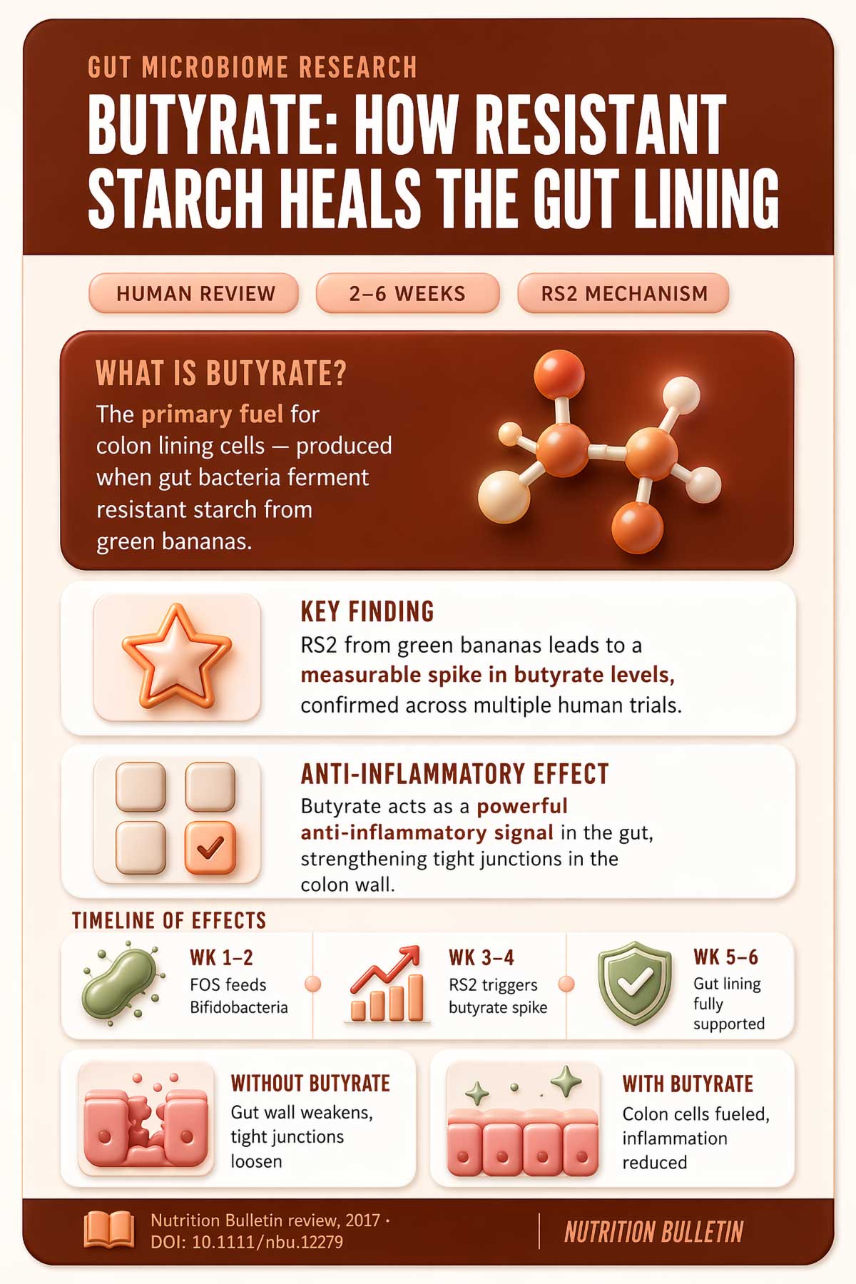 Butyrate how resistant starch heals the gut lining