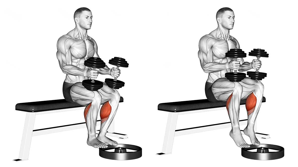 dumbbell seated calf raise