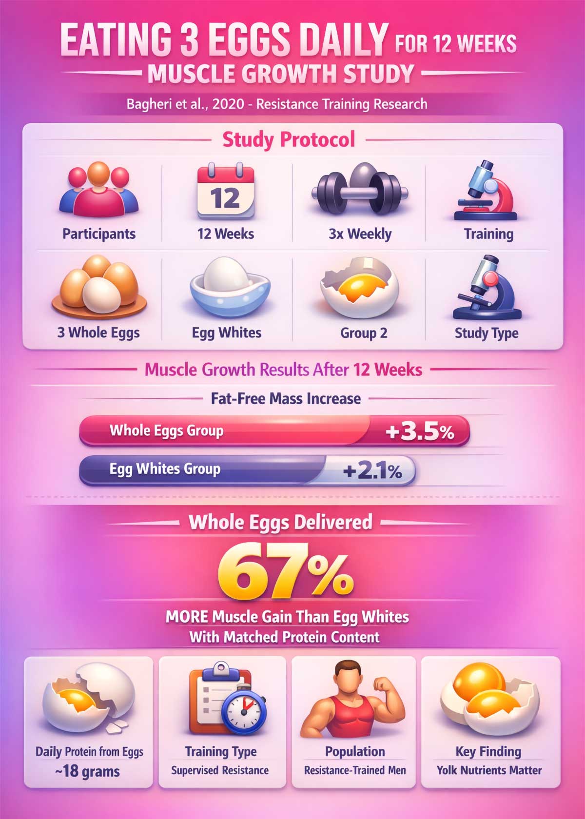 Eating Eggs Daily for Weeks Muscle Growth Study