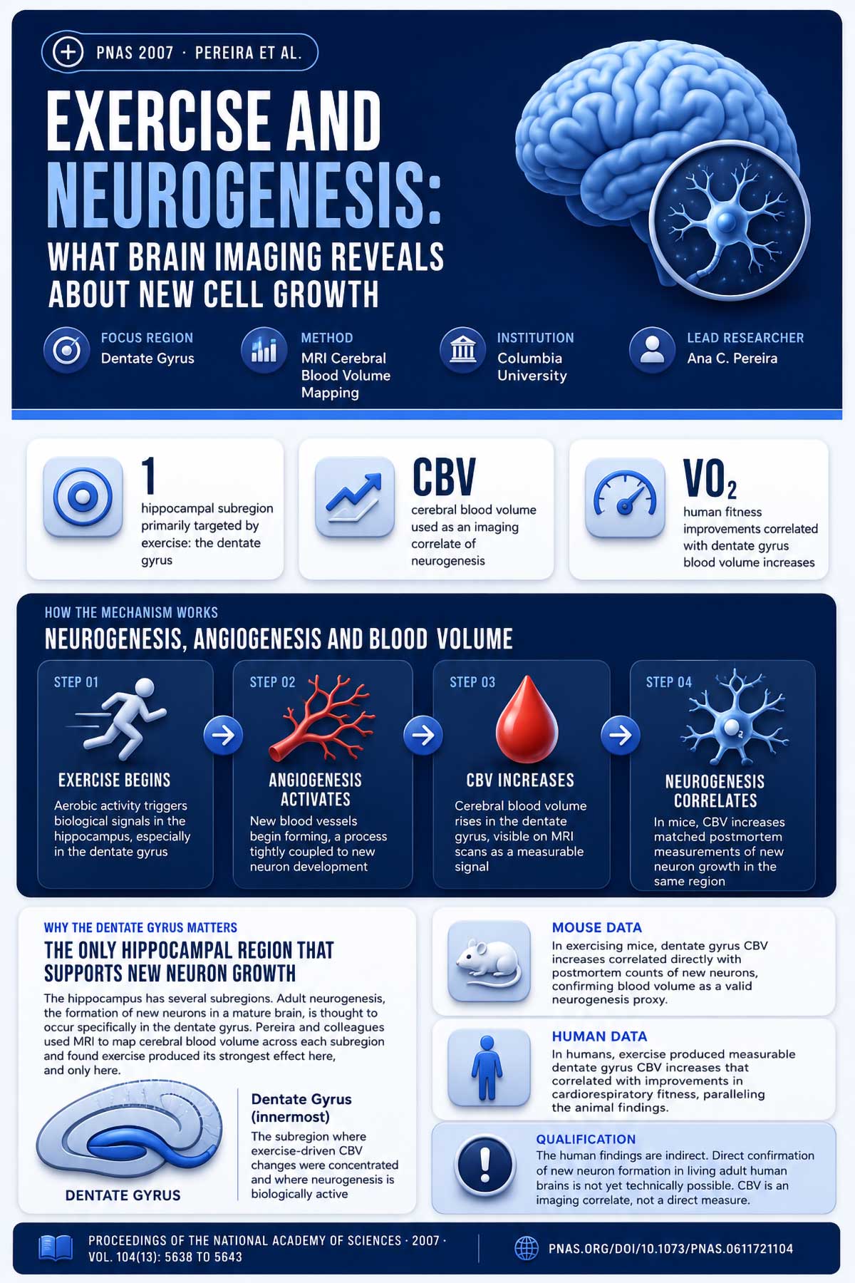 Exercise and Neurogenesis What Brain Imaging Reveals About New Cell Growth