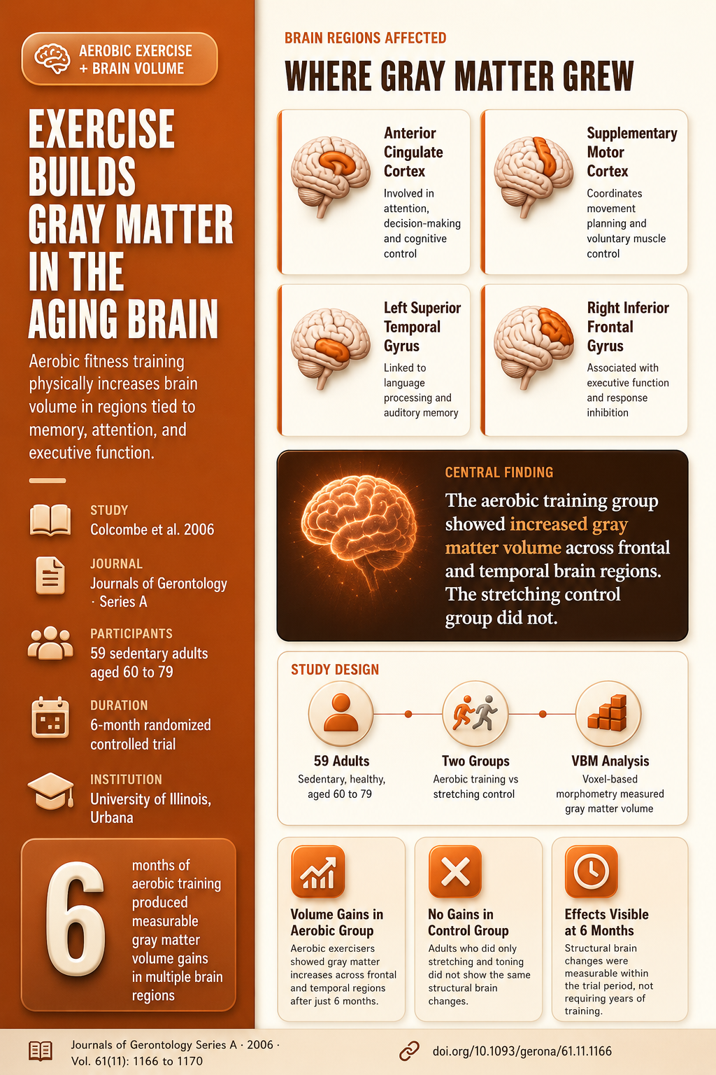 Exercise Builds Gray Matter in the Aging Brain