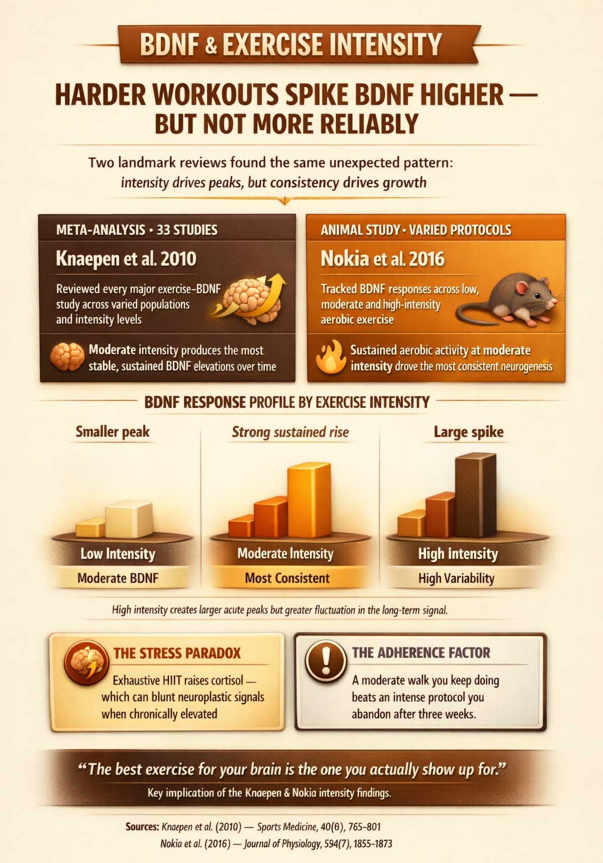 Exercise intensity and BDNF response summary Exercise intensity and BDNF response summary