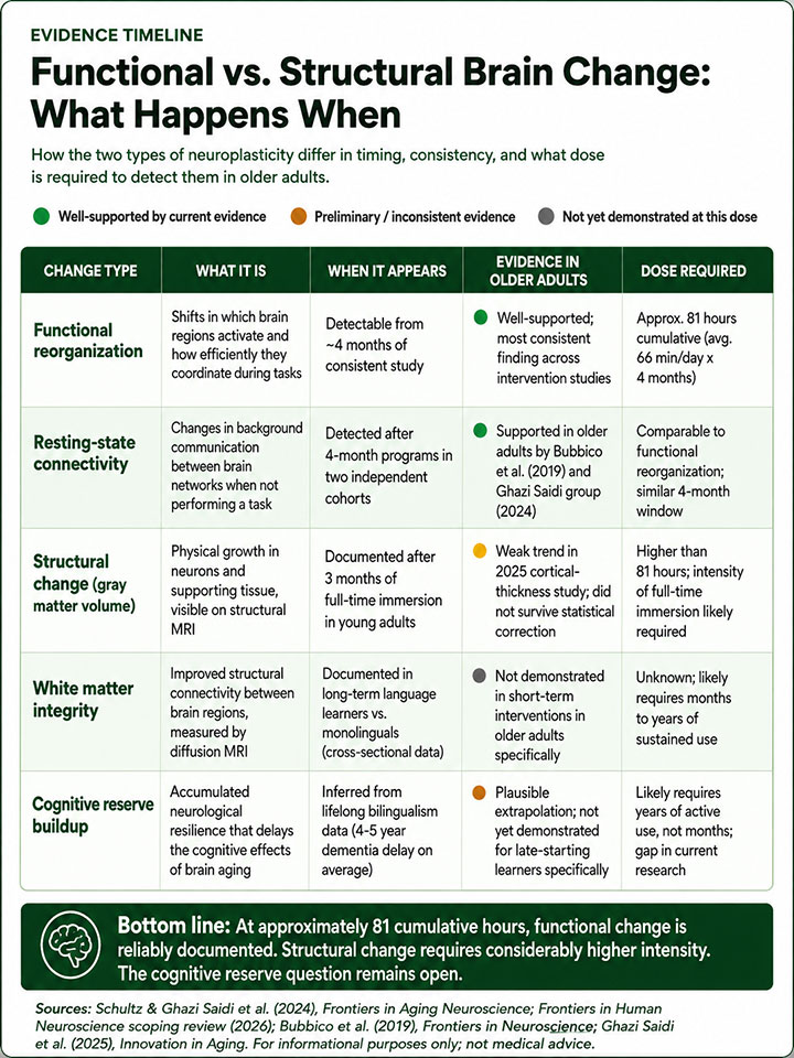 Functional vs. Structural Brain Change What Happens When Functional vs. Structural Brain Change What Happens When