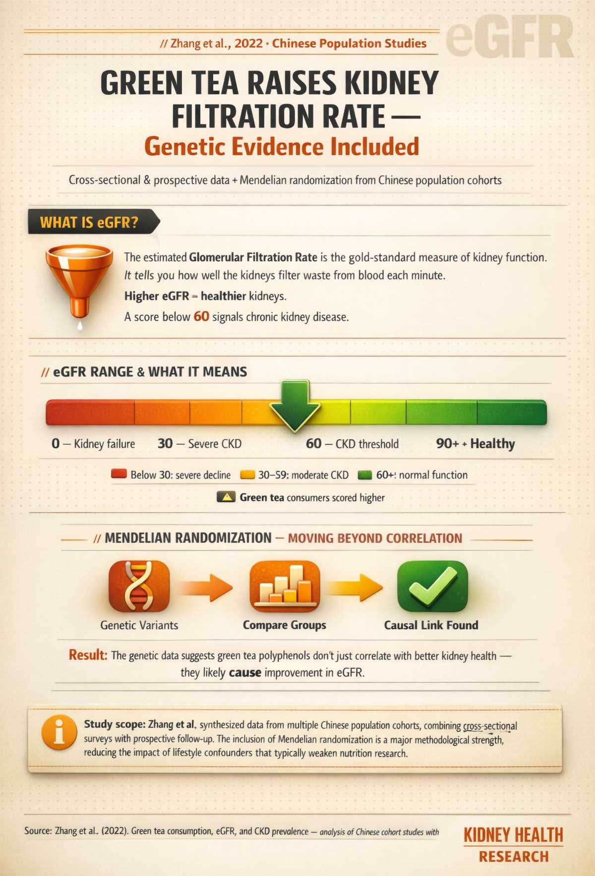 Green Tea Improves Kidney Filtration Rate