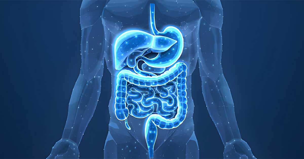 Gut Bacteria