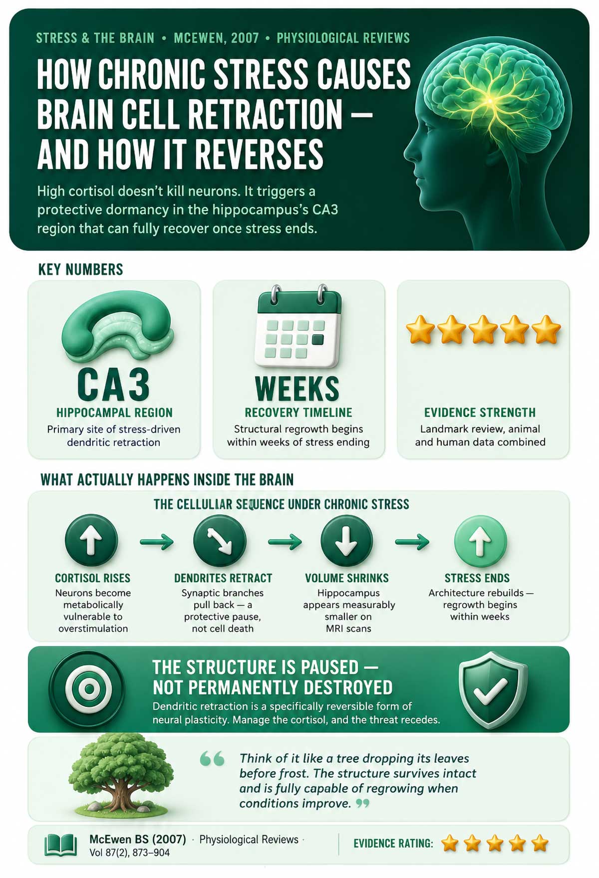 How Chronic Stress Causes Brain Cell Retraction How Chronic Stress Causes Brain Cell Retraction