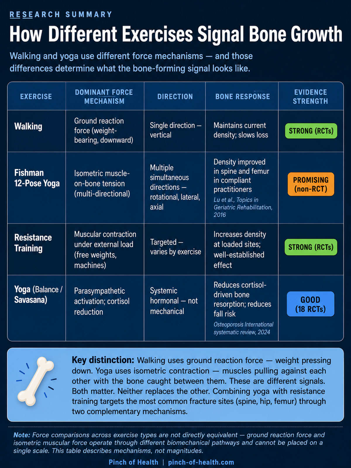 How Different Exercises Signal Bone Growth How Different Exercises Signal Bone Growth