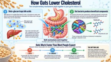 How Oats Lower Cholesterol()