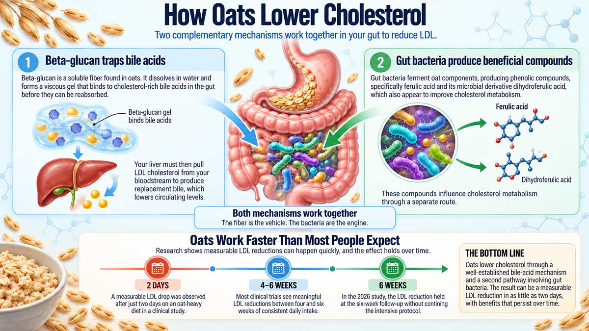 How Oats Lower Cholesterol()