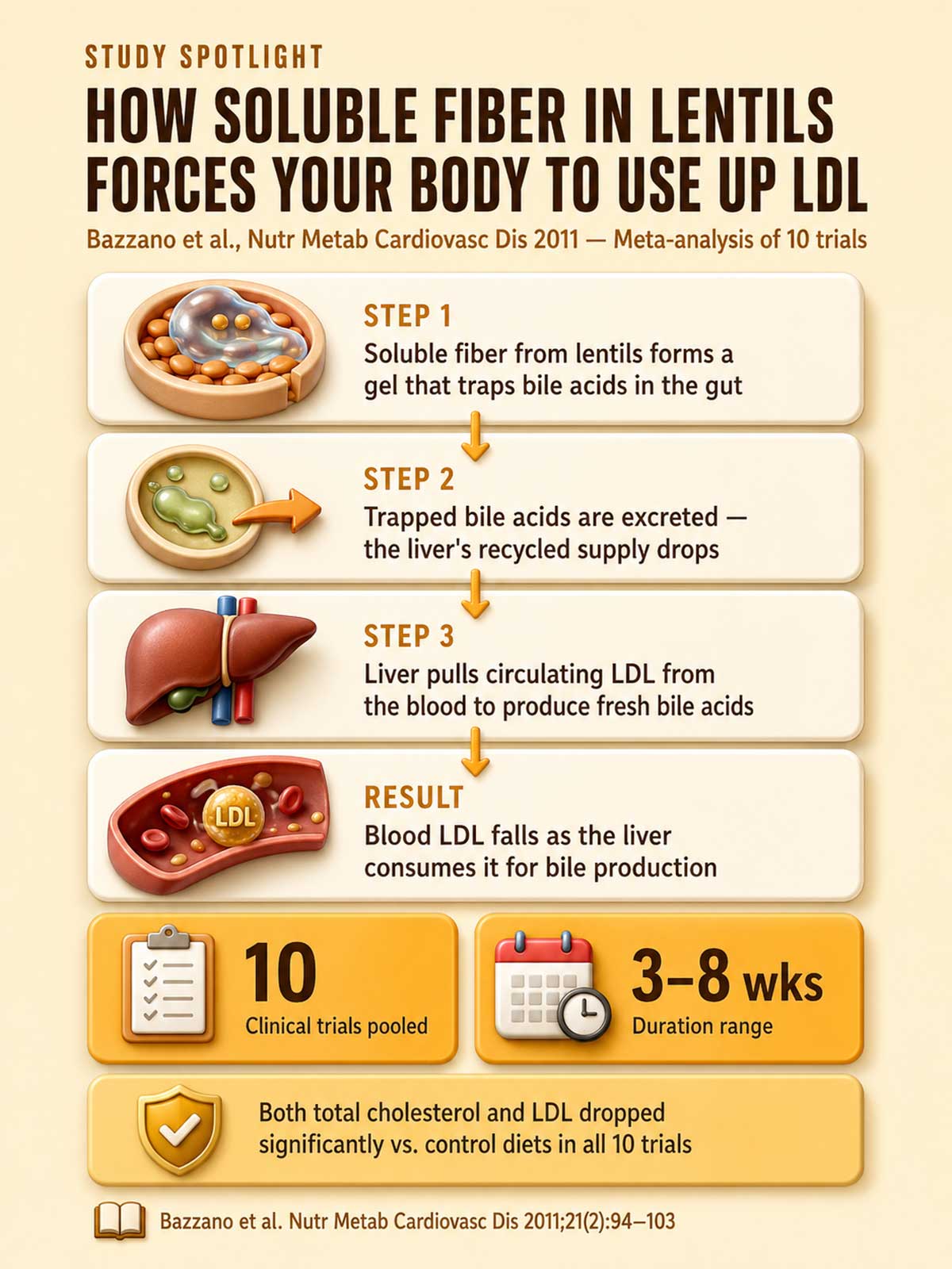 How soluble fiber in lentils forces your body to use up LDL