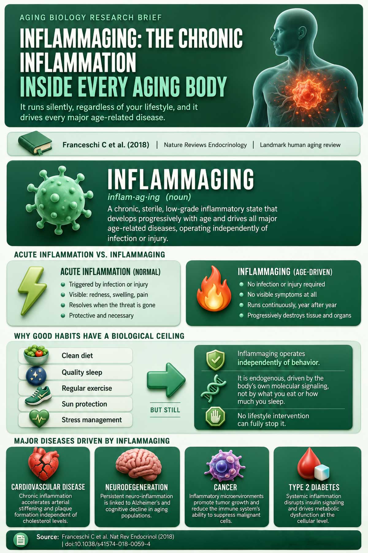 Inflammaging, The Chronic Inflammation Inside Every Aging Body