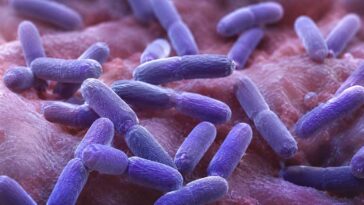 Lactobacillus gasseri