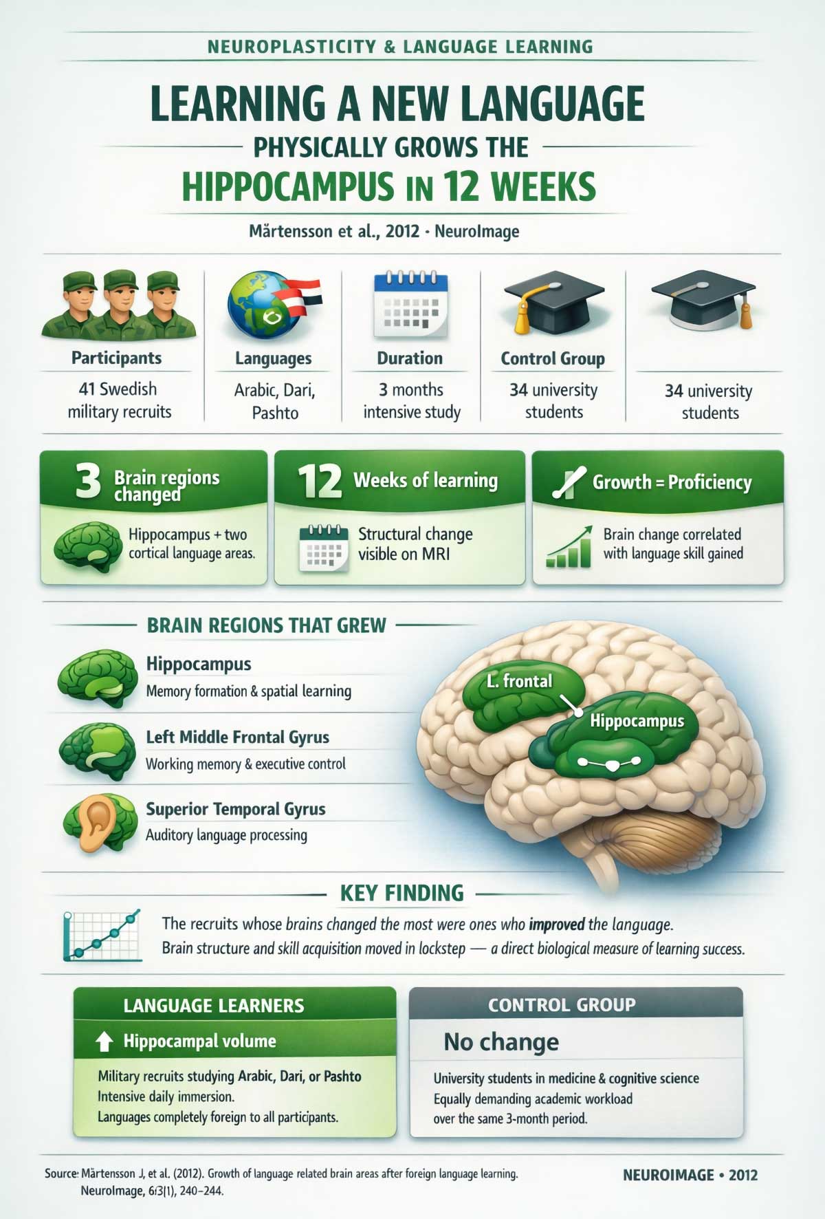 Learning a new language physically grows the hippocampus in weeks Learning a new language physically grows the hippocampus in weeks