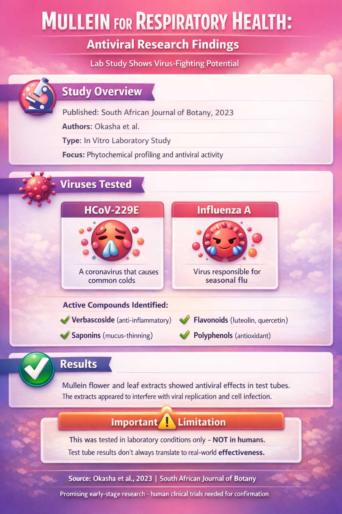 Mullein for Respiratory Health Antiviral Research Findings