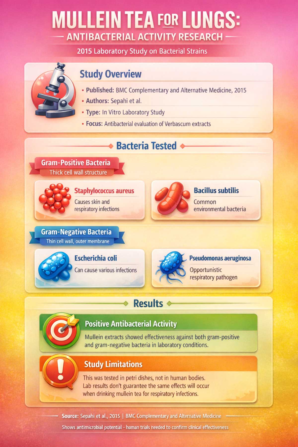 Mullein Tea for Lungs Antibacterial Activity Research