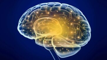 omega supplements for brain health