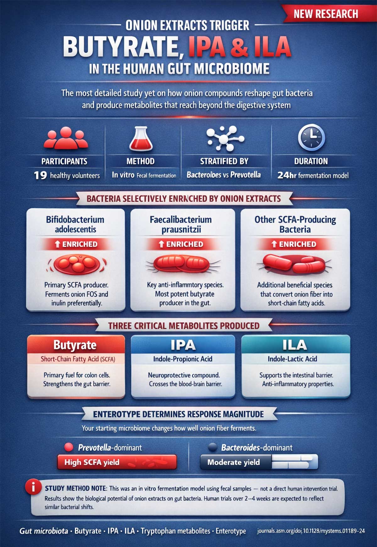 Onion Extracts Trigger Butyrate, IPA & ILA