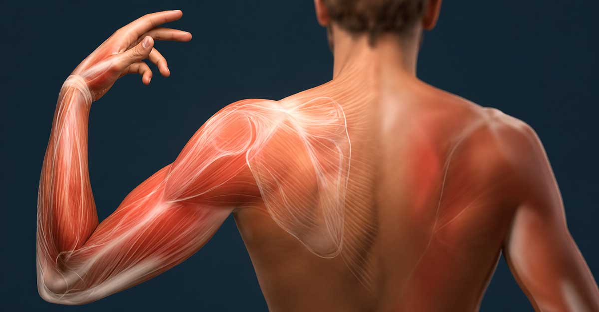 over 40 muscle loss