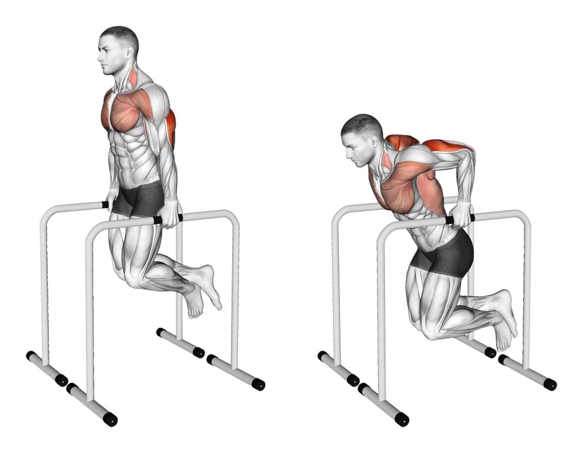 Parallel Bar Dips Parallel Bar Dips