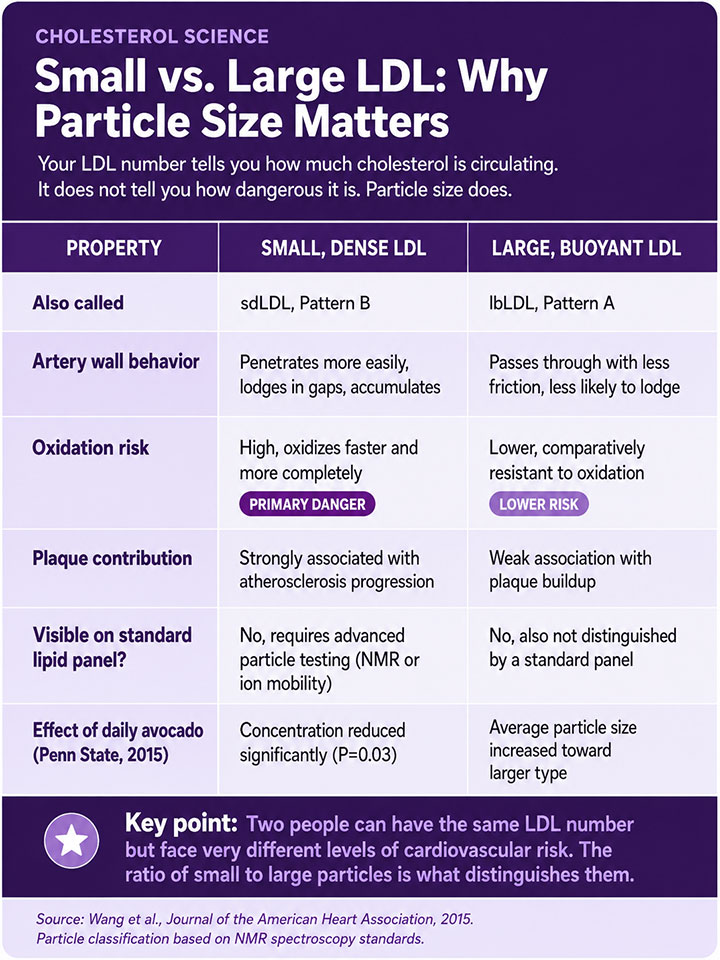 Small vs. Large LDL Why Particle Size Matters Small vs. Large LDL Why Particle Size Matters