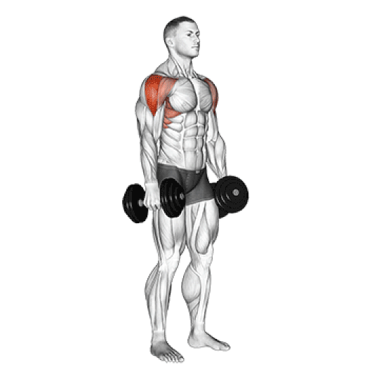 Standing V Raises (Lateral Raises)