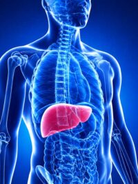 Before You Add a Supplement Stack, Your Liver Has a Say