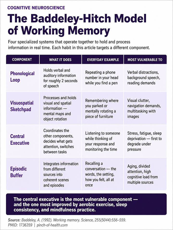 The Baddeley Hitch Model of Working Memory The Baddeley Hitch Model of Working Memory