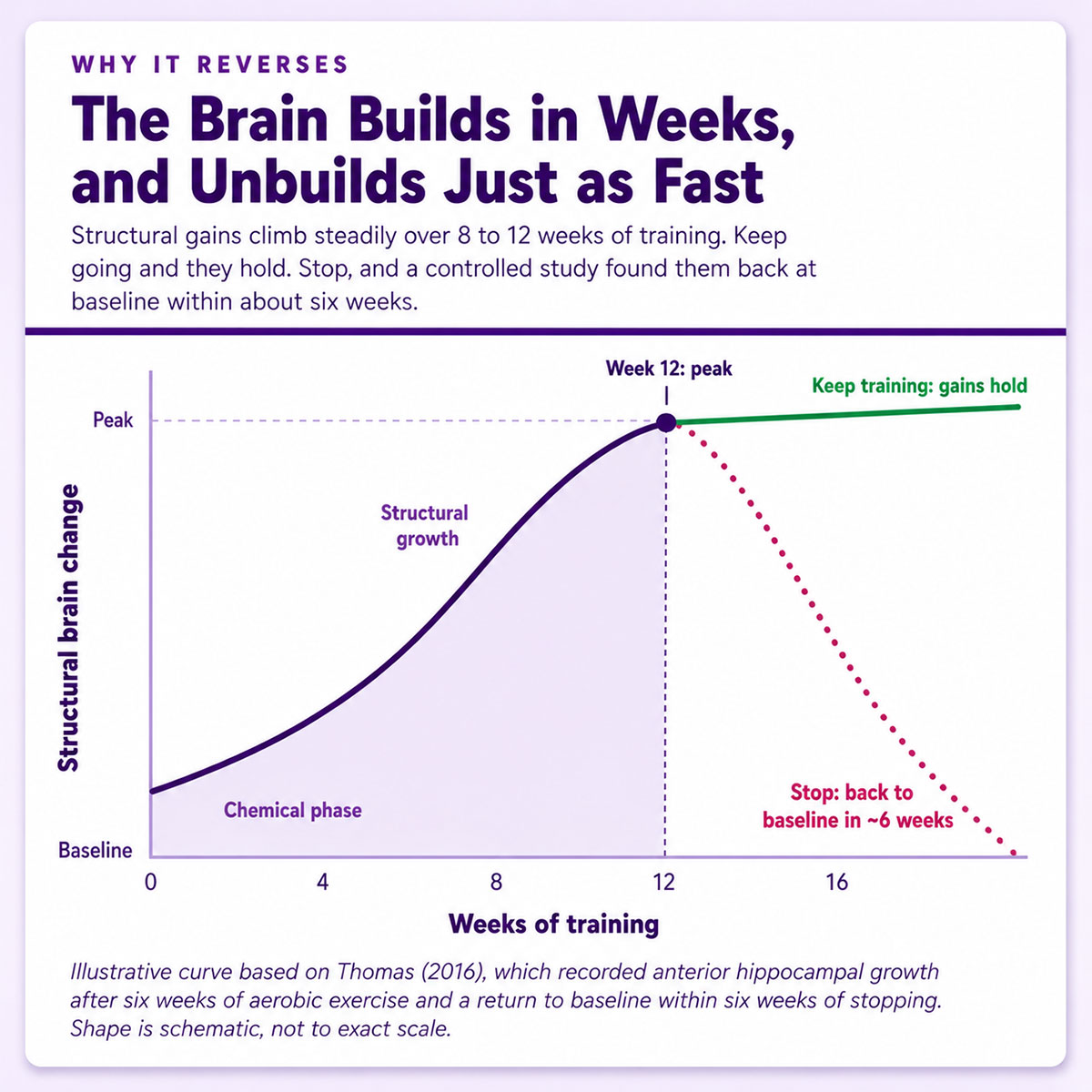 The Brain Builds in Weeks, and Unbuilds Just as Fast The Brain Builds in Weeks, and Unbuilds Just as Fast