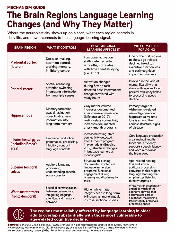 The Brain Regions Language Learning Changes (and Why They Matter) The Brain Regions Language Learning Changes (and Why They Matter)