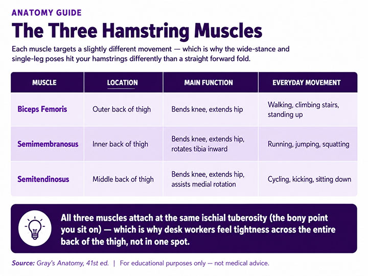 The Three Hamstring Muscles The Three Hamstring Muscles