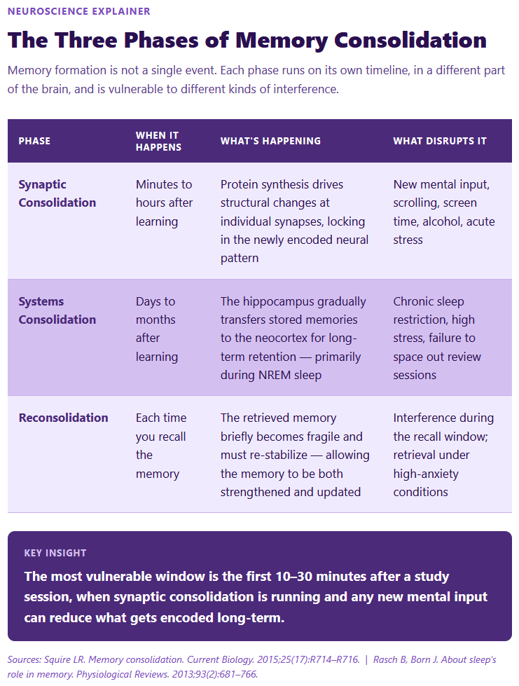 The Three Phases of Memory Consolidation The Three Phases of Memory Consolidation