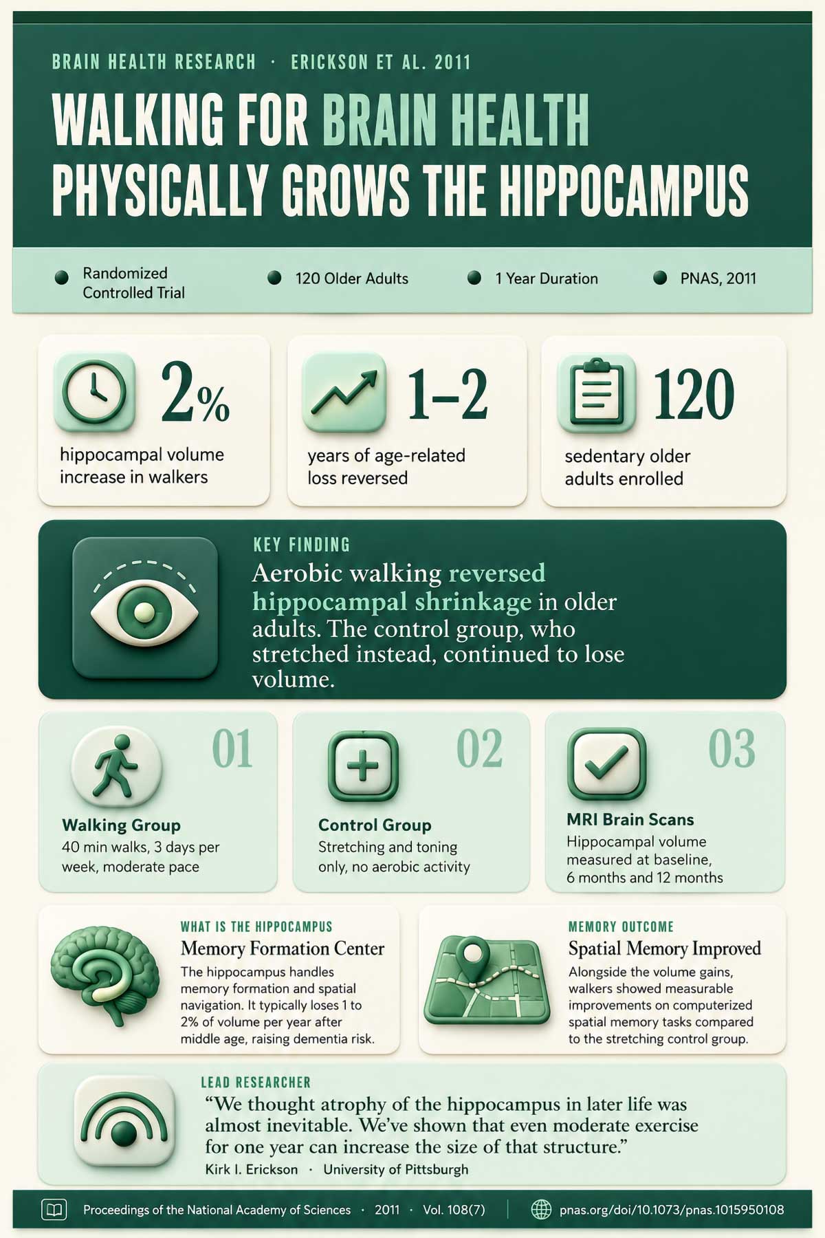 Walking for Brain Health Physically Grows the Hippocampus