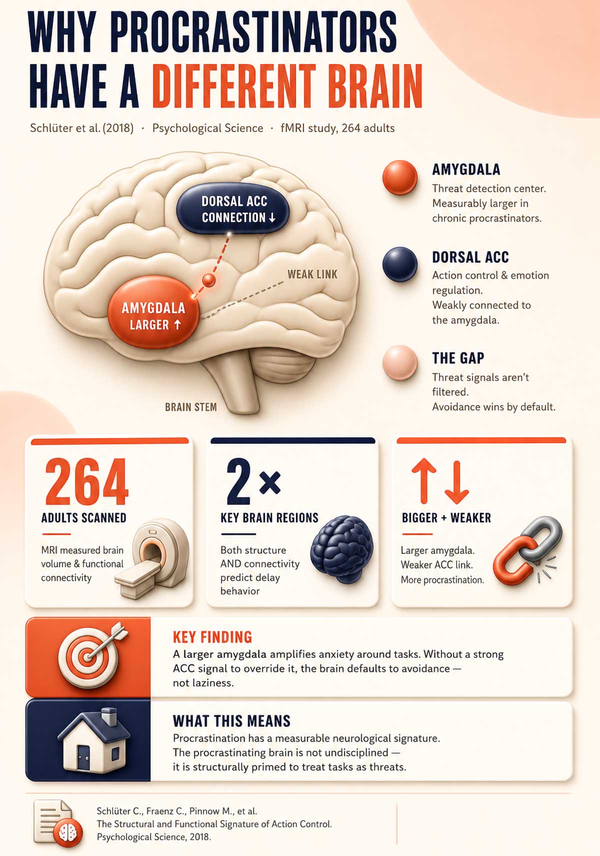 Why Procrastinators Have a Different Brain Why Procrastinators Have a Different Brain