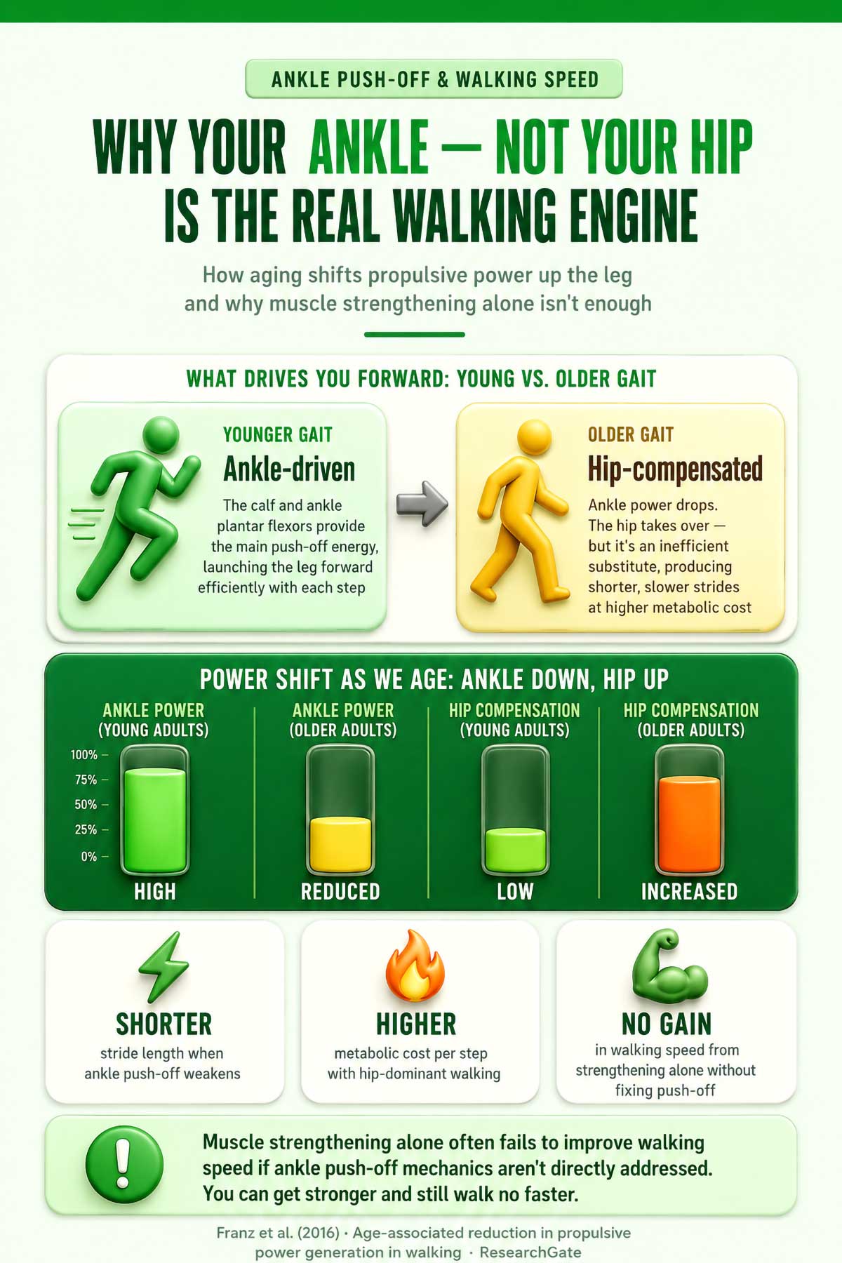 Why your ankle, not your hip is the real walking engine Why your ankle, not your hip is the real walking engine