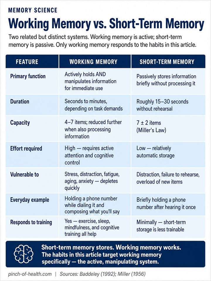 Working Memory vs. Short Term Memory Working Memory vs. Short Term Memory