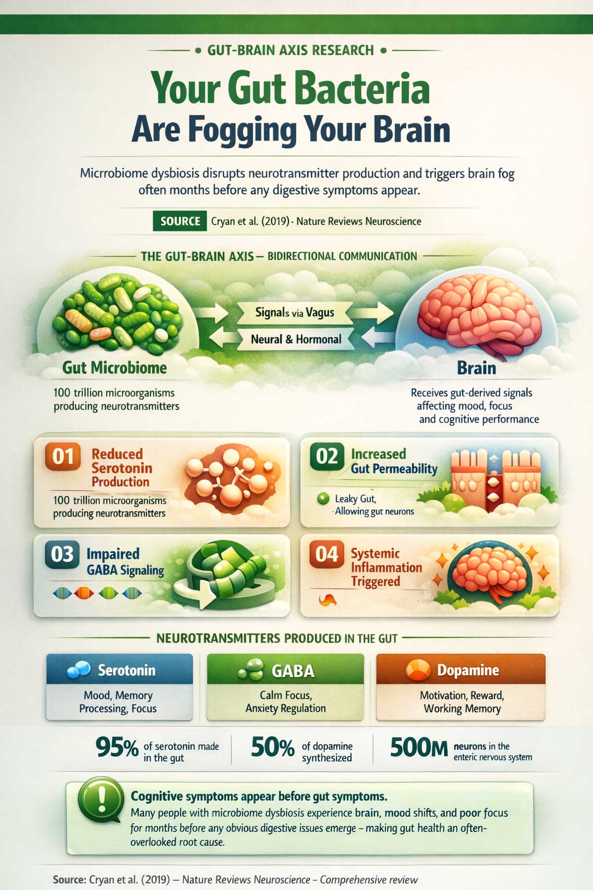 Your Gut Bacteria Are Fogging Your Brain